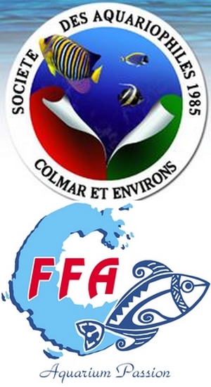 Colmar FFA