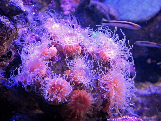 Corail Camella Twu CC