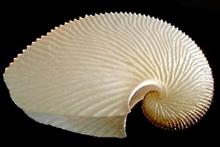 JVP coquille argonaute