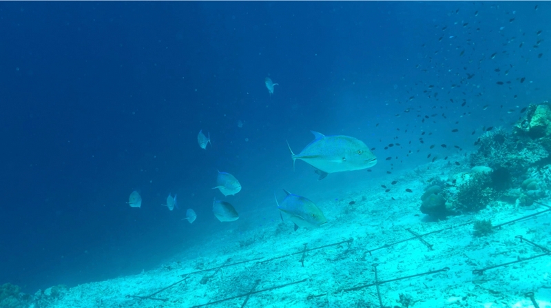 RA les poissons reviennent sur le site