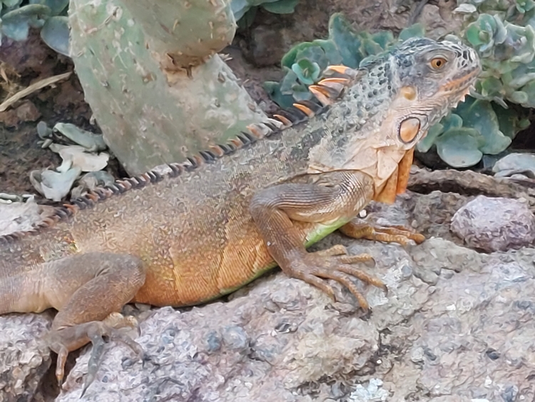 Iguane