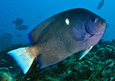 Holacanthus limbaughi