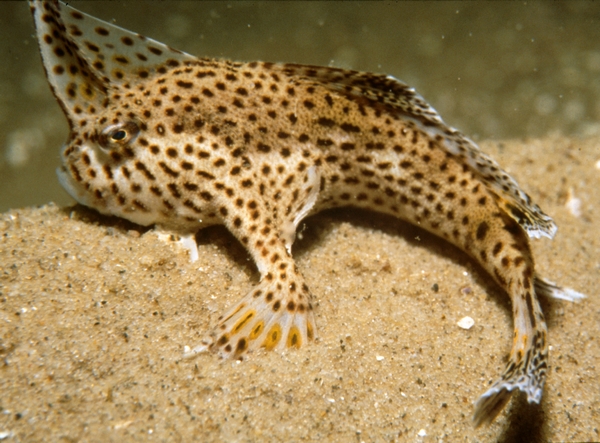 B hirsutus