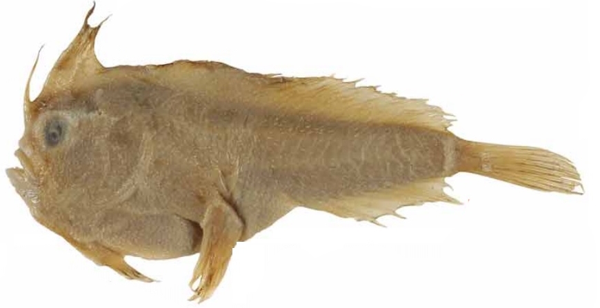S unipennis