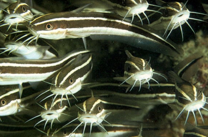 Plotosus lineatus
