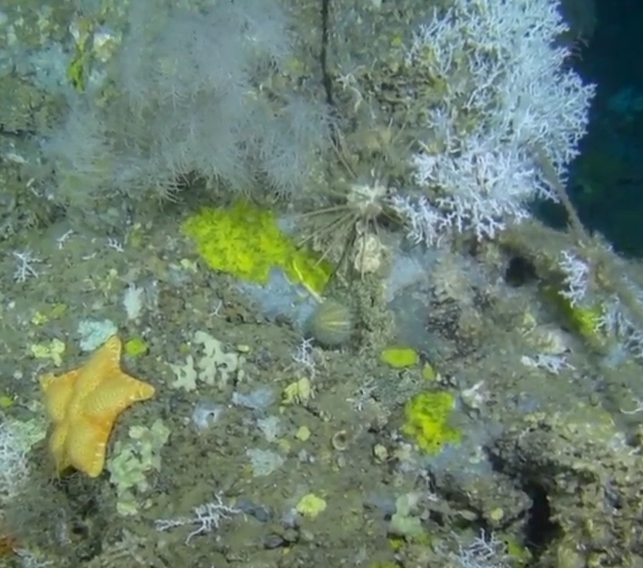 Corail EP