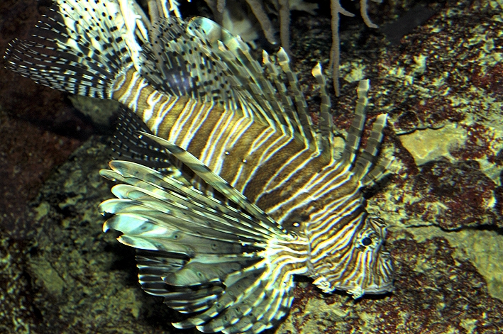 Pterois miles R.Allgayer