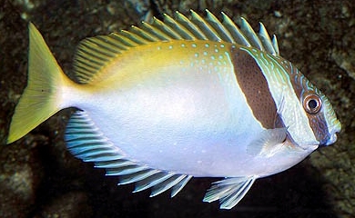 S virgatus