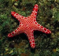 Asterie