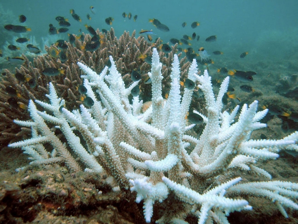 Corail blanchissement