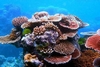 Corail