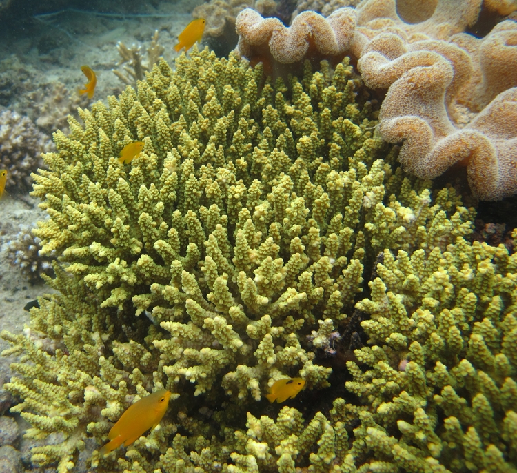 Acropora tenuis