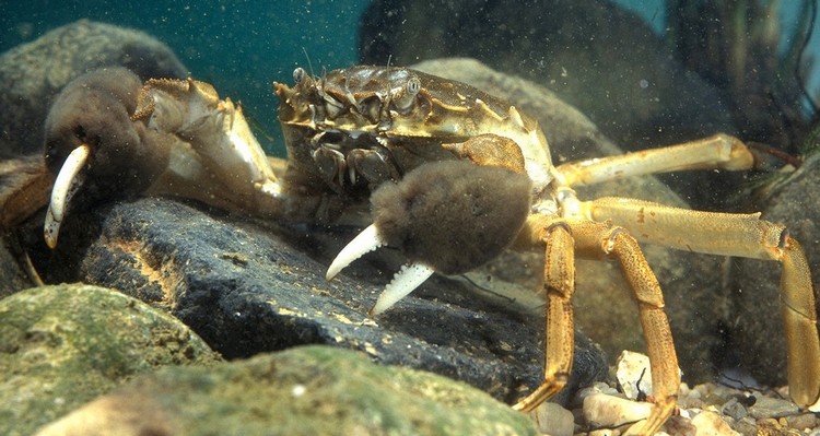 Eriocheir sinensis
