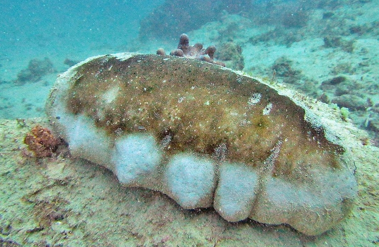 Holothuria fuscogilva