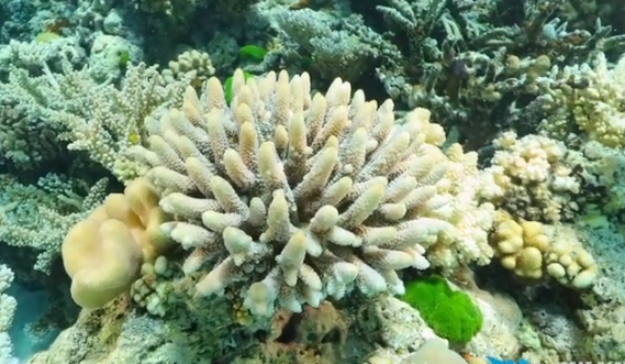 Scleractiniaire