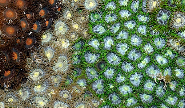 Zoanthus
