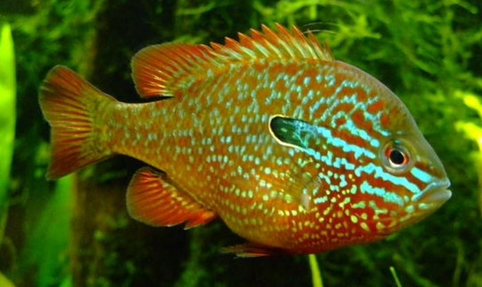 Lepomis gibbosus