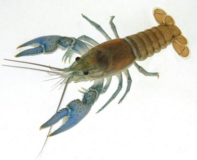 Orconectes virilis