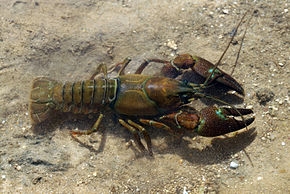Pacifastacus leniusculus