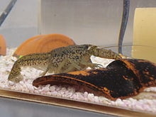 Procambarus fallax