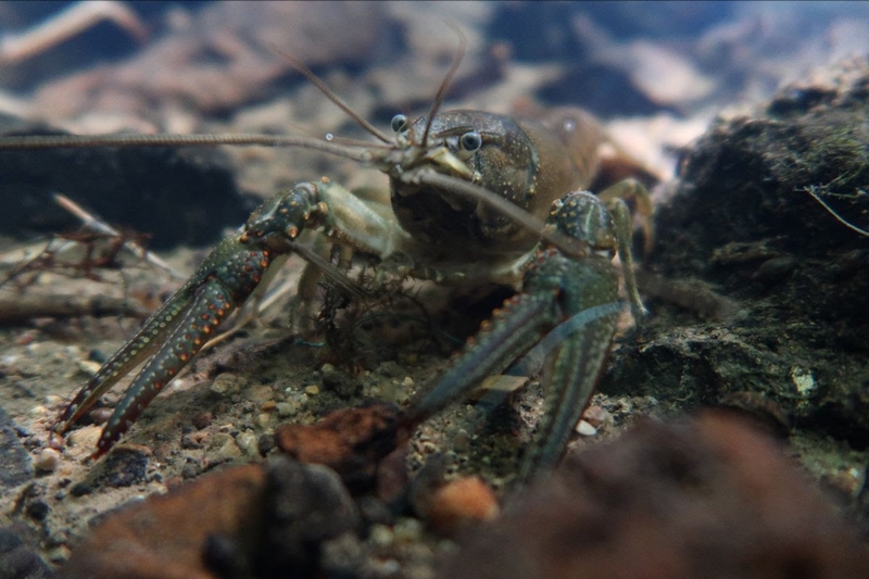 Faxonius virilis