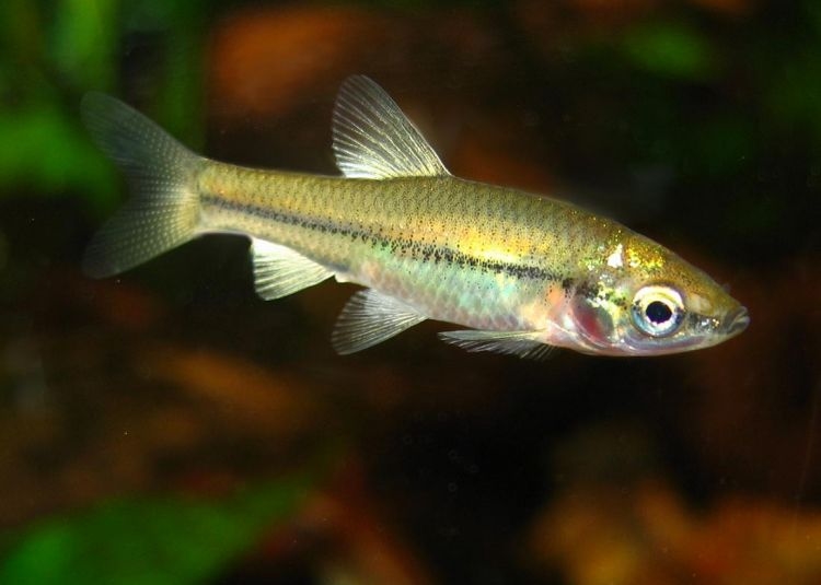 Pseudorasbora parva