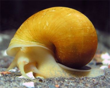 Ampullaire