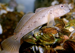 N melanostomus