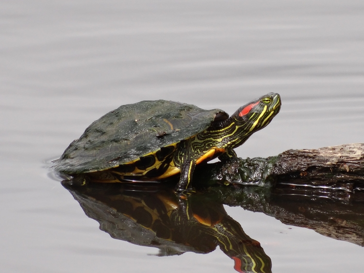 Trachemys scripta