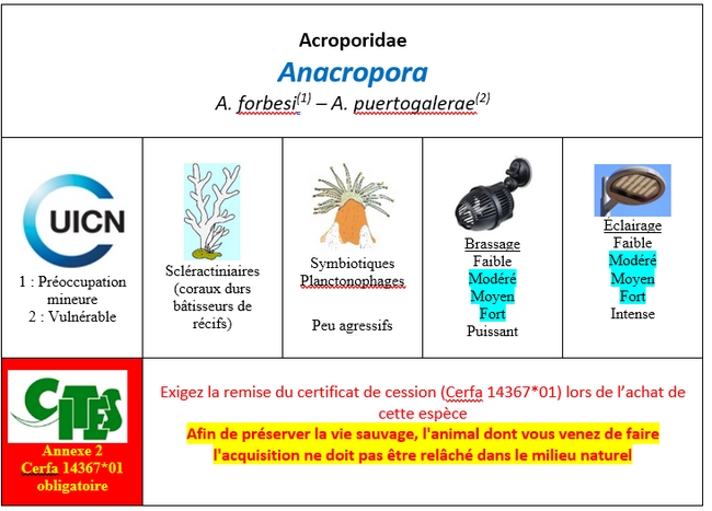 Anacropora