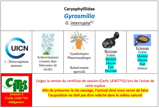 Gyrosmilia