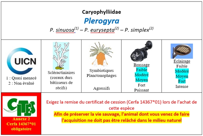 Plerogyra