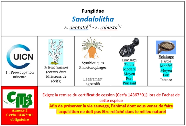 Sandalolitha