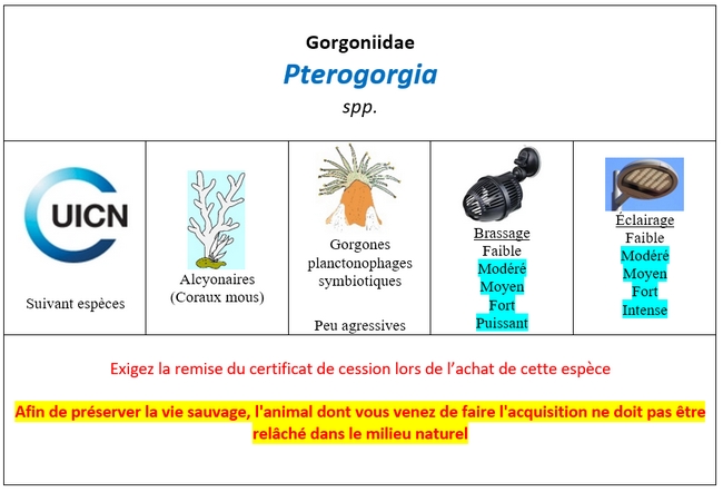 Pterogorgia