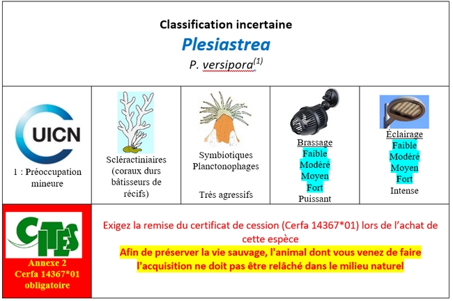 Plesistrea