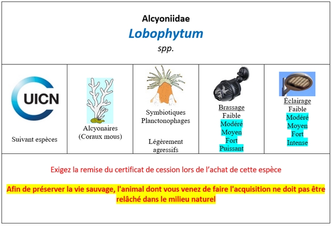 Lobophytum