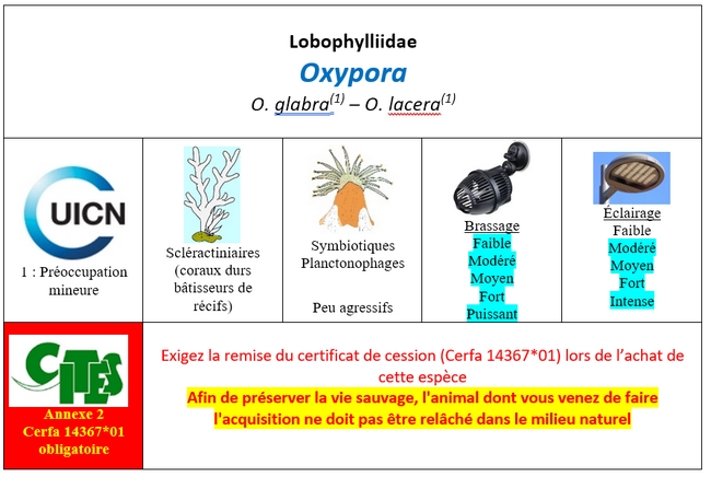 Oxypora