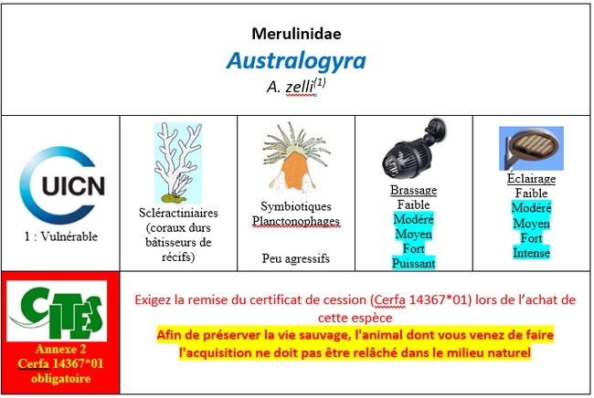 Australogyra