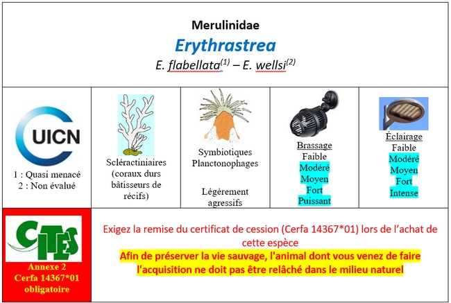 Erythrastrea