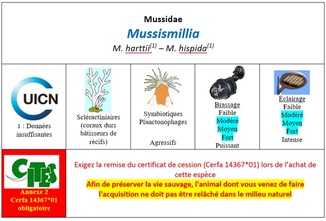 Mussismillia