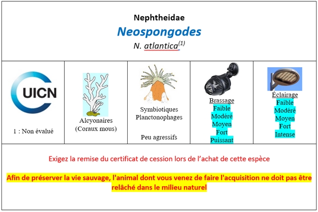 Neospongodes