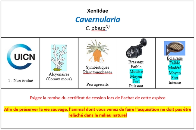 Cavernularia