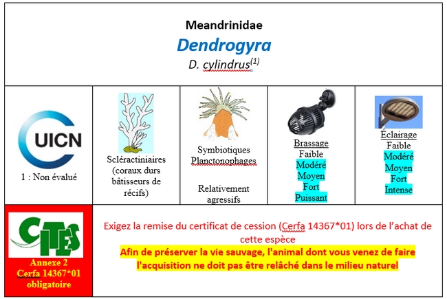 Dendrogyra