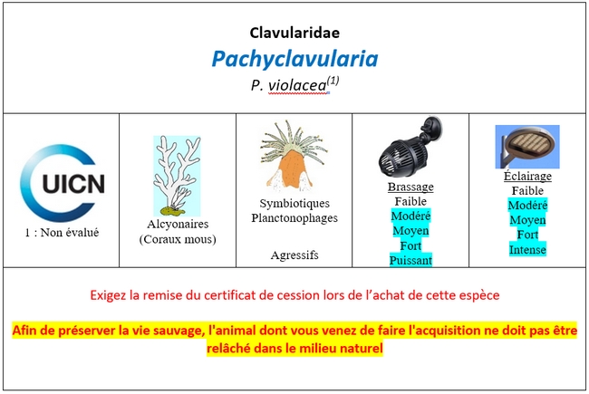 Pachyclavularia