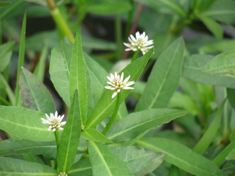 Alternanthera philoxeroides