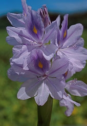 Eichhornia crassipes