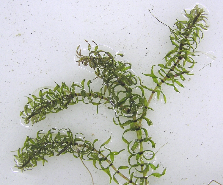 Elodea nuttallii