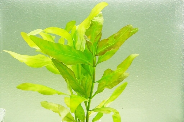 Gymnocoronis spilanthoides