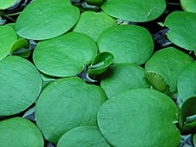 L. laevigatum