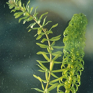 Lagarosiphon major